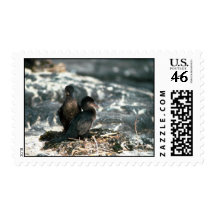 Flightless Cormorant, Mated Pair At Nest Postage Stamps