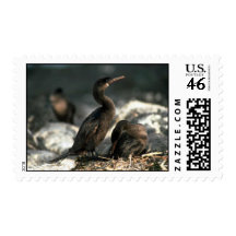 Flightless Cormorant, Mated Pair At Nest Stamp
