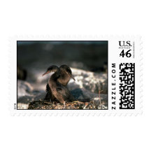 Flightless Cormorant, Mated Pair At Nest Stamps