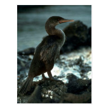 Flightless Cormorant Postcard