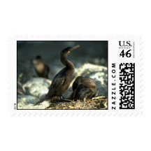 Flightless Cormorants-mated pair at nest Postage