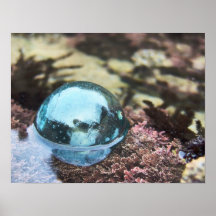 Float in tide pool poster
