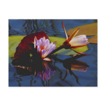 Floating Beauties (water lillies) postcard by Rowood Floating Beauties (water lillies) postcard