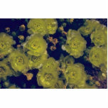 Floating Flowers Photo Cutout
