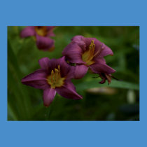 Floating Flowers posters