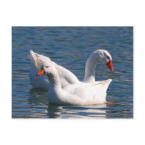 Floating Geese Postcard