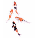 Floating Koi Blue T-shirt