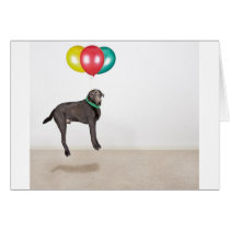 Floating Labrador Greeting Cards