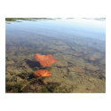 Floating Leaf posters