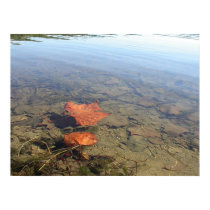 Floating Leaf posters by PLindberg Floating Leaf posters