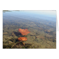 Floating Leaves cards by PLindberg Floating Leaves cards