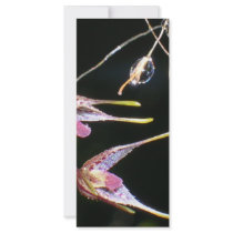 floating orchids rack cards