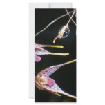 floating orchids rack card