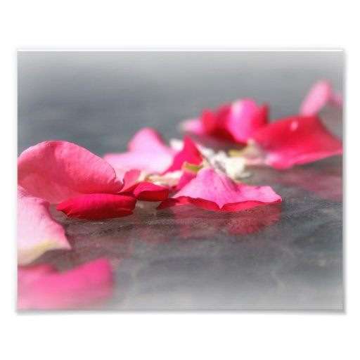 Floating Pink Rose Petals on "Water" Closeup Photo Print Zazzle