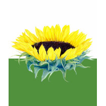 Floating Sunflower t-shirts