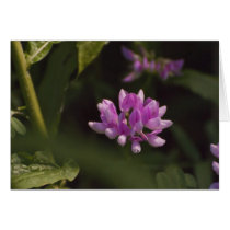 Floating Wildflower Card