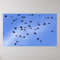 Flock 1 poster