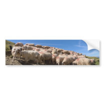 Flock of Basco Bearnaise Sheep at Arbaze Mountain Bumper Stickers