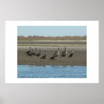 Flock of birds. posters