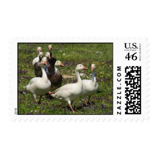 Flock of Ducks Postage stamp