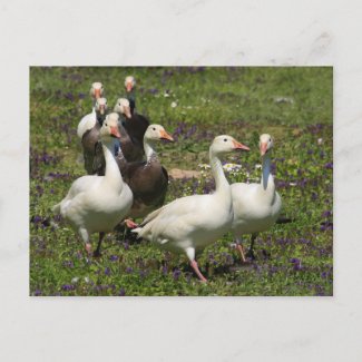 Flock of Ducks postcard