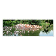 Flock of flamingo in water, mini bookmark business card template