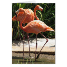 Flock of Flamingos Greeting Card