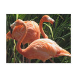 Flock of Flamingos Postcard