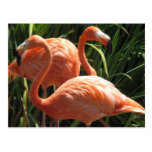 Flock of Flamingos Postcard