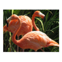 Flock of Flamingos Postcard