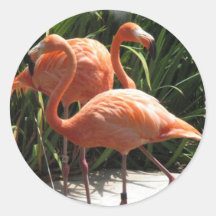 Flock of Flamingos Stickers
