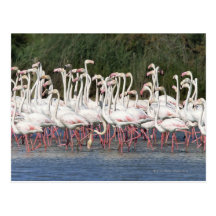 Flock of flamingos wading , France Postcards