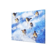 Flock of House Sparrows 'Passer domesticus' on Stretched Canvas Print