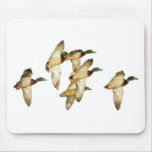 Flock of Mallards in Flights- Ducks Mouse Pads