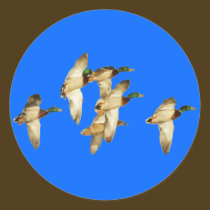 Flock of Mallards in Flights- Ducks stickers