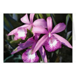 flower, flowers, garden, gardens, botanical,