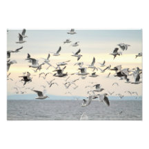 Flock of Seagulls Photo