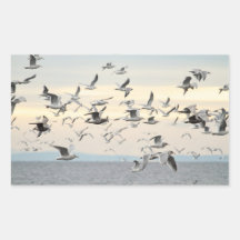 Flock of Seagulls Photo Rectangular Sticker