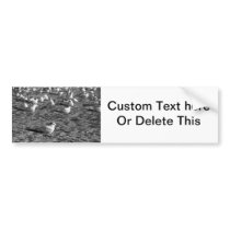 Flock of seagulls standing on florida beach bumper stickers