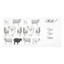 Flock of Sheep Photo Card photo cards by twopurringcats Flock of Sheep Photo Card photo cards