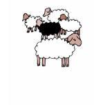 flock of sheep with black sheep t-shirts
