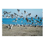 Flock Posters