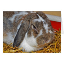 Floppy eared bunny greeting cards