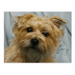 floppy eared terrier postcard