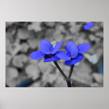 Flor azul pôsteres
