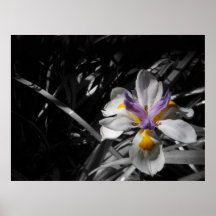 Flor - blanco amarillo púrpura poster