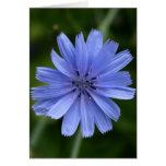 Flor de la achicoria tarjeton
