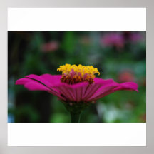 Flor de la lila impresiones