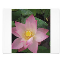 Flor de Lotus rosada Fotografia