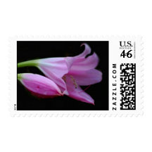 Flor del Amaryllis y su significado Envio